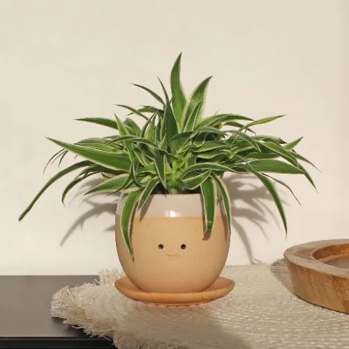 Winkee - the crying plant pot