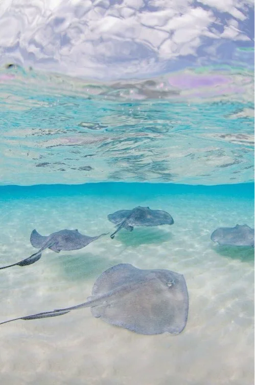 Swimming With Stingrays 