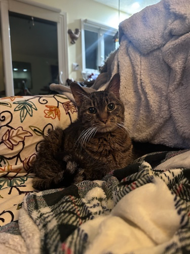 Immediate & Ongoing Care For Chickpea