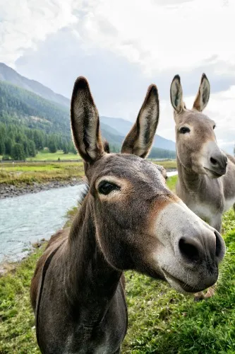 A donkey's sincere apology