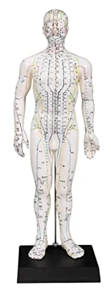Male Acupuncture Model 20" with Chinese and English Points