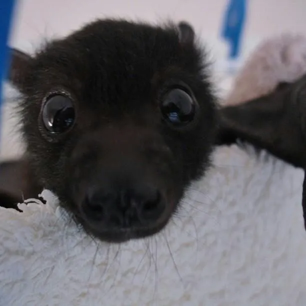 $85 ♡ ♱ ☠︎︎