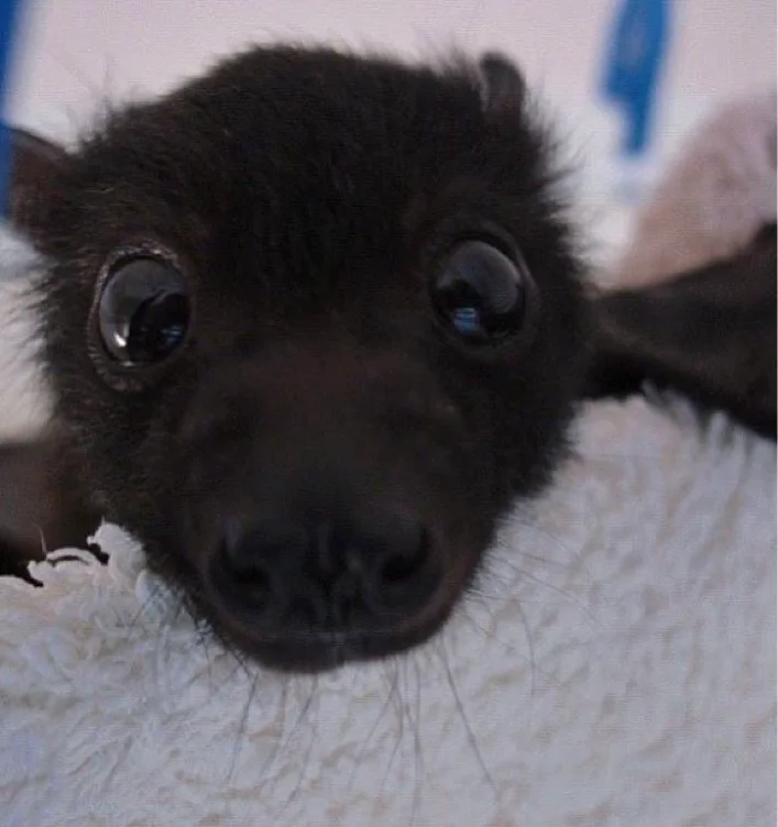 $85 to rent ♡ ♱  ☠︎︎