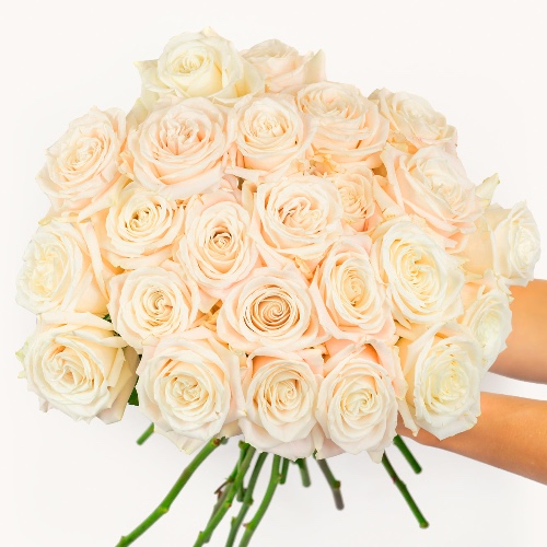 Two Dozen White Roses