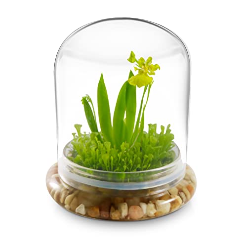  Orchid Terrarium – Live Orchid Plants in Glass Terrarium with Sundew Moss – No Maintenance Orchid Plant Psygmorchis Pusilla – Self-Sustaining Miniature Live Orchid