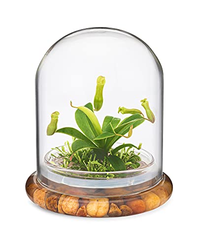 Maintenance Free Live Pitcher Plant (Nepenthes tobaica) Terrarium with Sundew Moss in Self Sustaining Glass Jar, Maintenance Free, Great Unique Gift and Home Décor, 100% Growth Guarantee