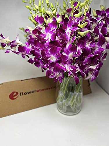 Fresh Cut Orchids - 30 stems Purple Dendrobium Orchids with Big Vase
