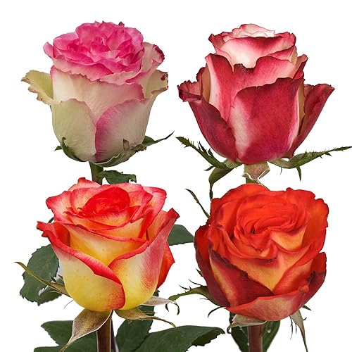 125 🌹 | Fresh Cut Flowers | Assorted Bicolor Roses | 125 Stems - 16 in - 125 stems