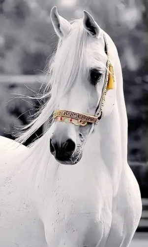 horse riding