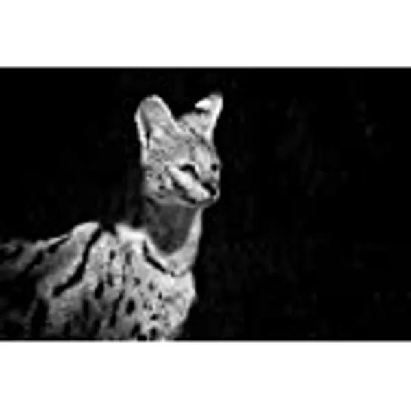 Home Comforts Wildcat Animals Serval African Zoo Wild Animals Vivid Imagery Laminated Poster Print-20 Inch by 30 Inch Laminated Poster With Bright Colors And Vivid Imagery
