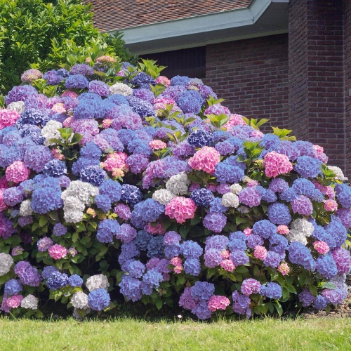 6 Pack Hydrangea Bushes