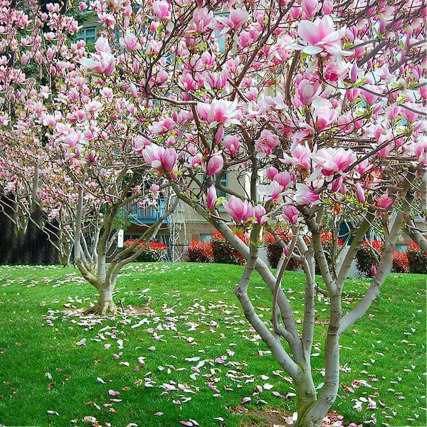Magnolia Trees