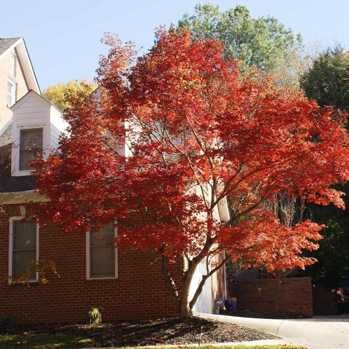 Japanese Maple Trees