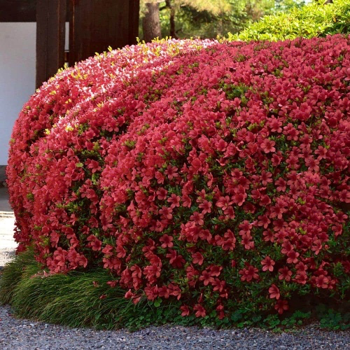 6 Pack Azalea Bushes