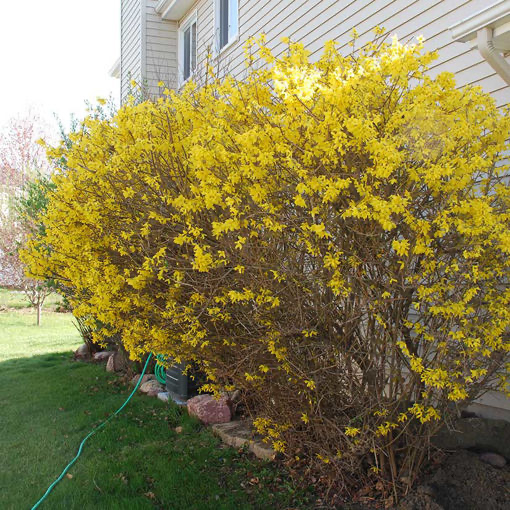 6 Pack Forsythia Bushes