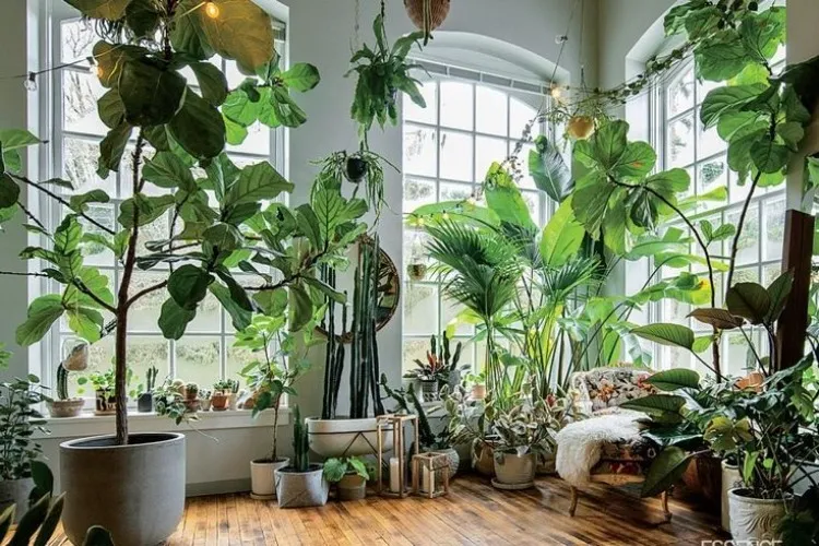 More houseplants