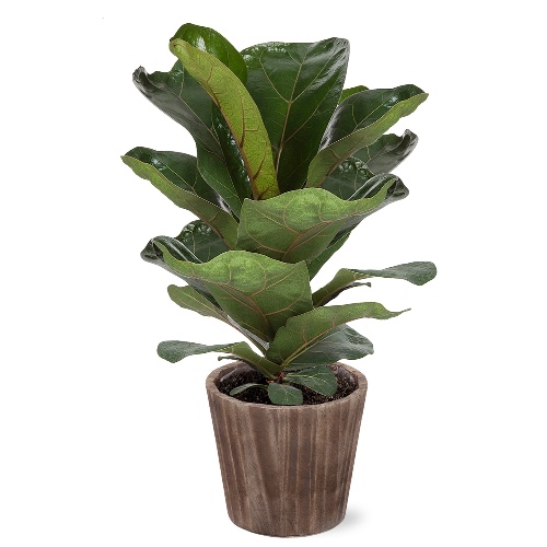 Fiddle Leaf Fig - Brown Wood