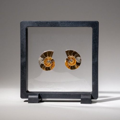 Two Genuine Polished Calcified Ammonite Halves in display box (15 grams)