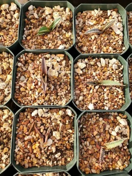 Agave Eborispina | Etsy