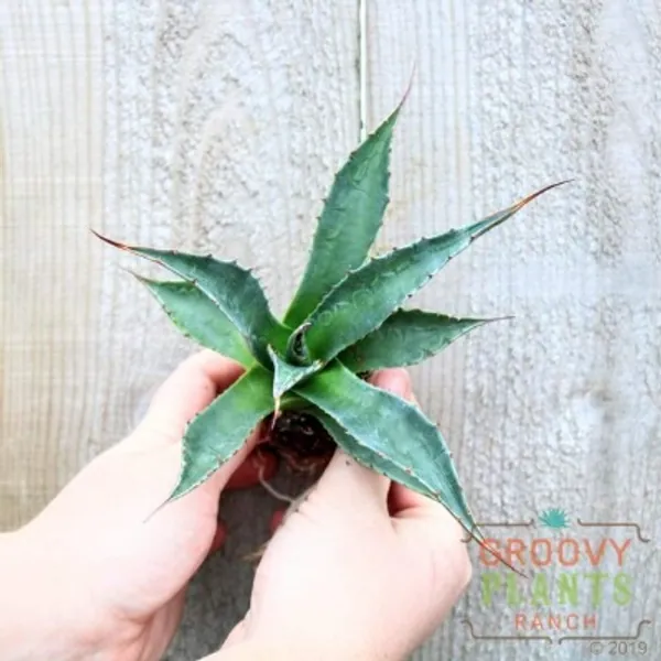 Agave Montana  Mountain Agave 2 | Etsy