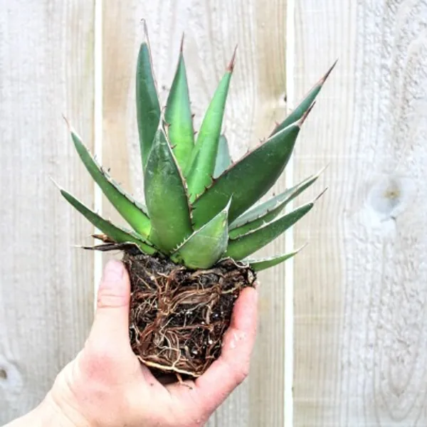 Agave Ghiesbreghtii 3.5 | Etsy