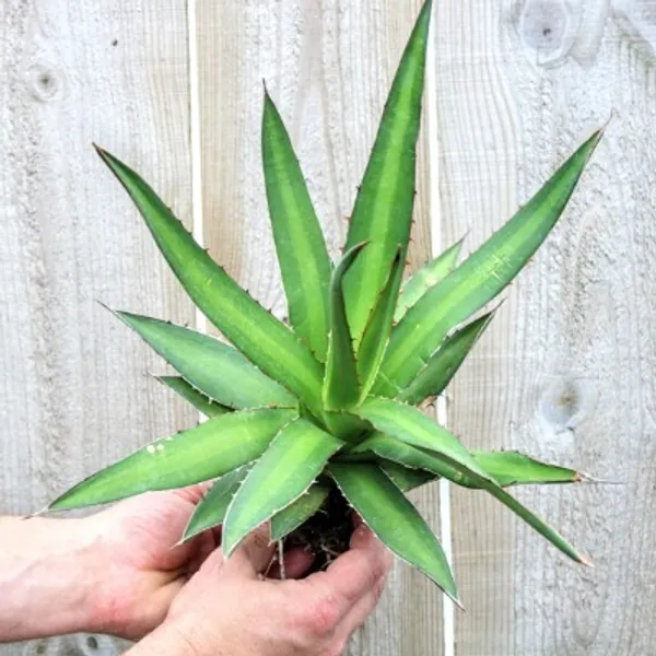 Agave Kerchovei 3.5 | Etsy