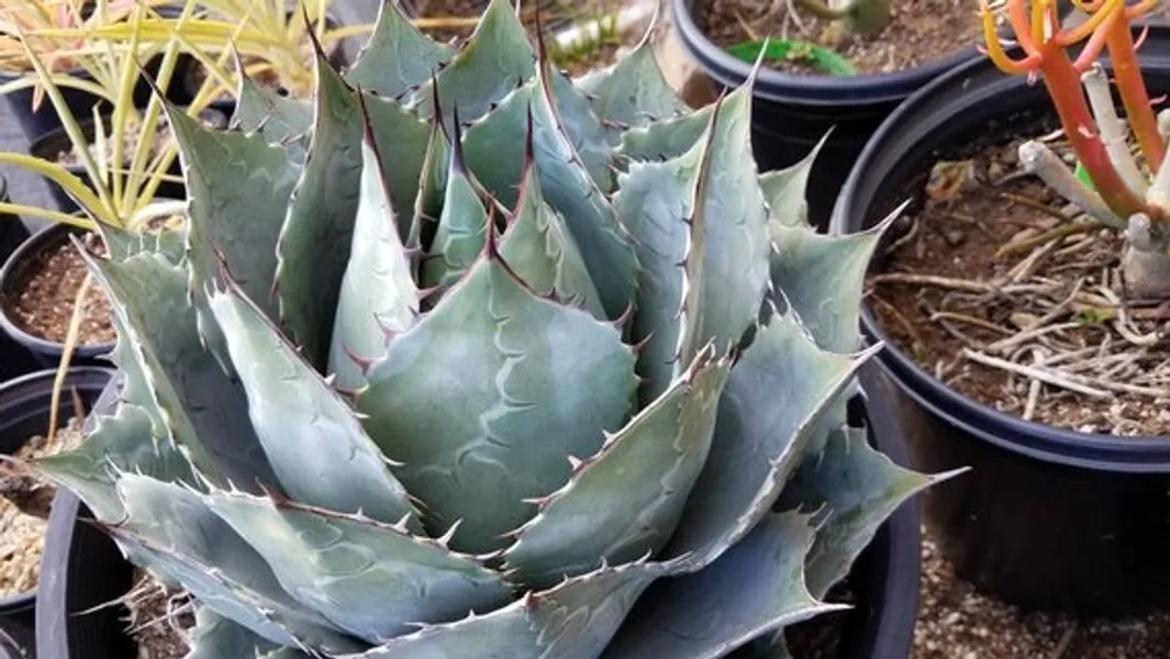 Agave Parrasana 'globe'. Gorgeous Hardy and Drought | Etsy