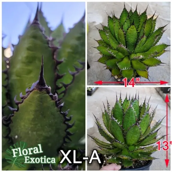 Horrida mexcalmetl Agave  Sawtooth Agave  Collector Item  | Etsy