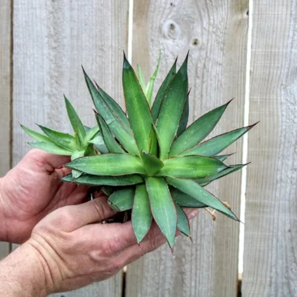 Agave Romanii 3.5 | Etsy