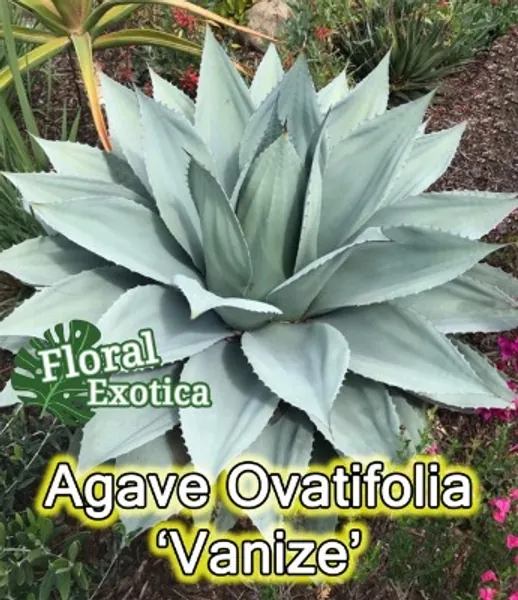 Ovatifolia vanize  Whale's Tongue Agave  | Etsy
