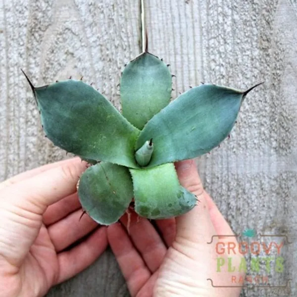 Agave Parryi Var. Truncata  Artichoke Agave 2 | Etsy