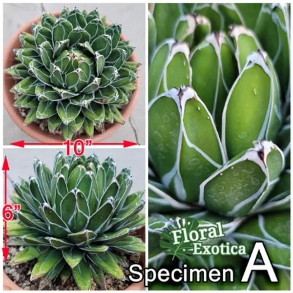 Agave Victoriae-reginae Majestic | Etsy