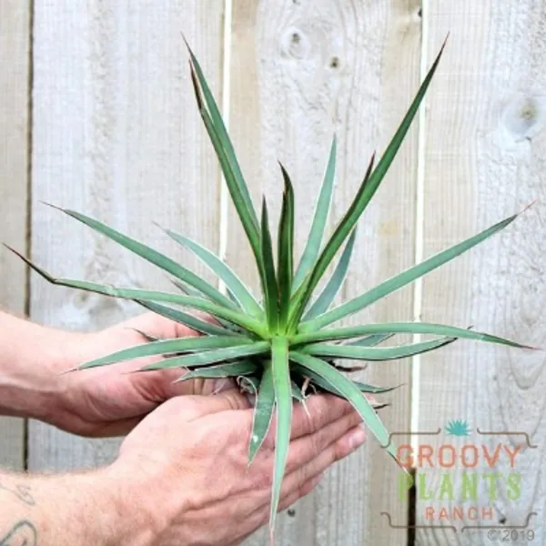 Agave Ocahui 3.5 | Etsy