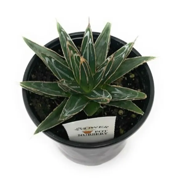 Flowerpotnursery Agave Victoria-reginae 'porcupine' | Etsy