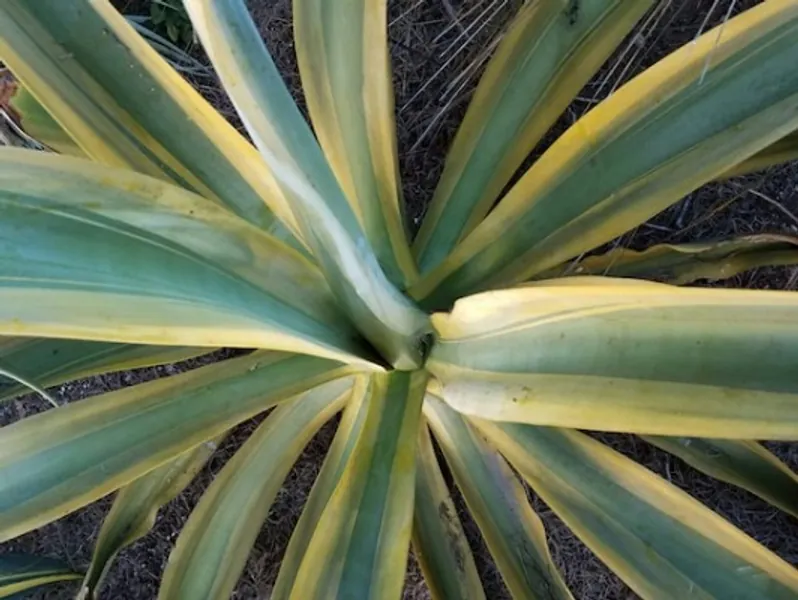 Agave Vilmoriniana 'stained Glass' variegated Octopus | Etsy