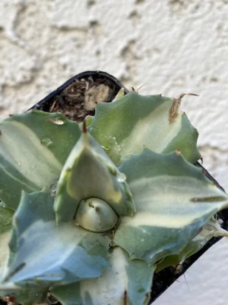 Agave Isthmensis Hoji Raijin 3 Inch | Etsy