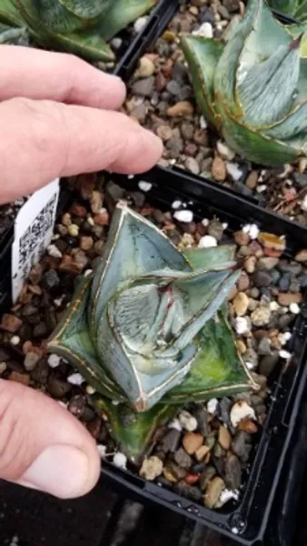 Agave Pumila. Rare Dwarf Species. | Etsy