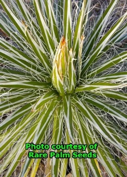 Agave Schidigera 'white Stripe' | Etsy