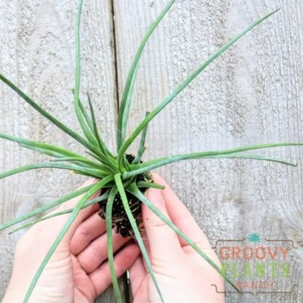 Agave Stricta  Hedgehog Agave 2 | Etsy