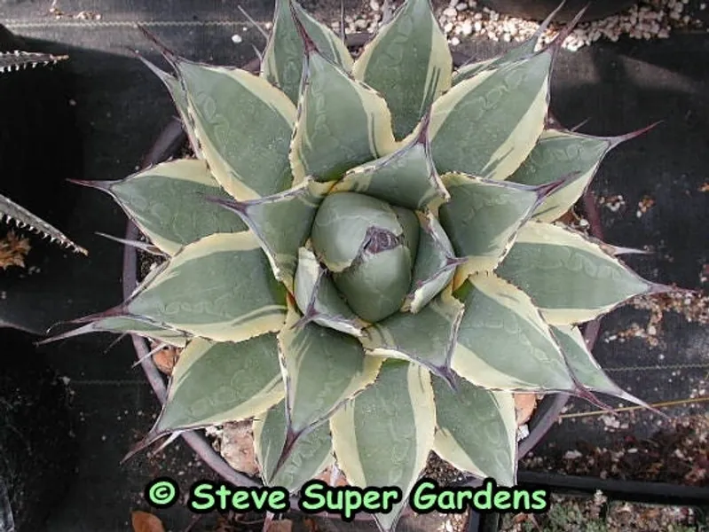 Agave Applanata 'cream Spike' | Etsy