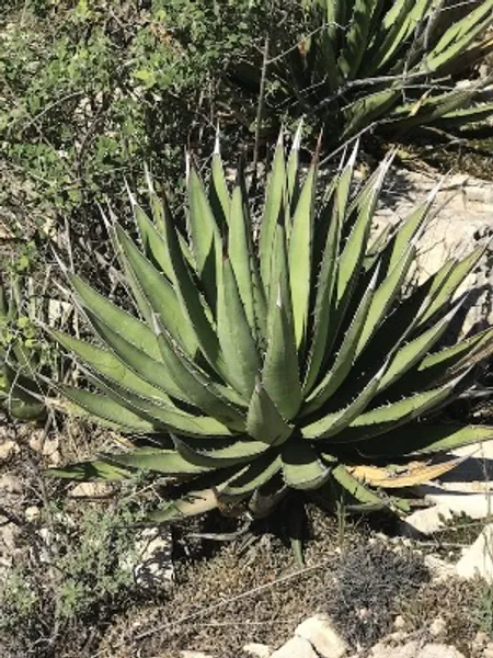 AG008: Agave Lechuguilla COLD HARDY Cactus | Etsy