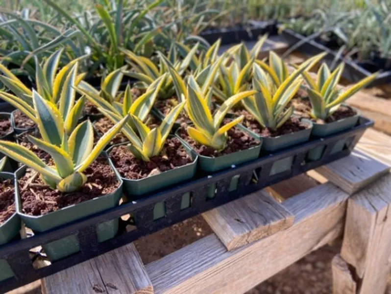 Agave Murpheyi striata variegated Agave Murphy | Etsy