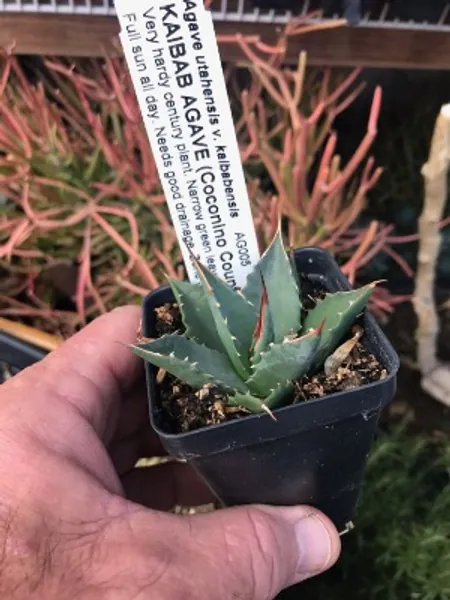 Agave Utahensis V. Kaibabensis COLD HARDY Cactus | Etsy