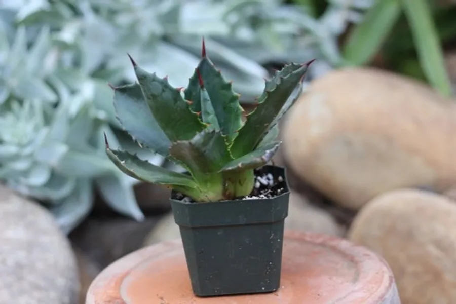 Agave Atrovirens Live Succulent Desert Tropical Plant | Etsy