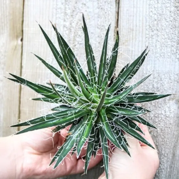 Agave Multifilifera 3.5 | Etsy