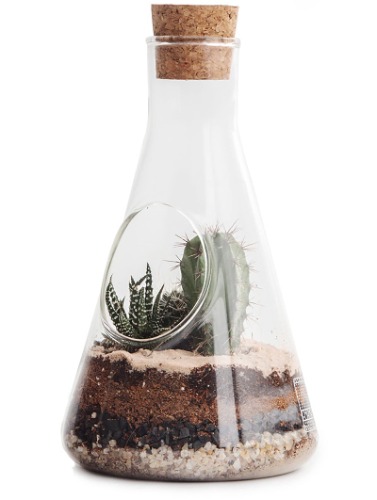 SUCK UK Terrarium Chemistry Set | Conical Flask Terrarium Kit for Plants | Educational Science Kits | Glass Terrarium with Soil for Cactus Plants | Mini Eco System | Chemistry Gifts