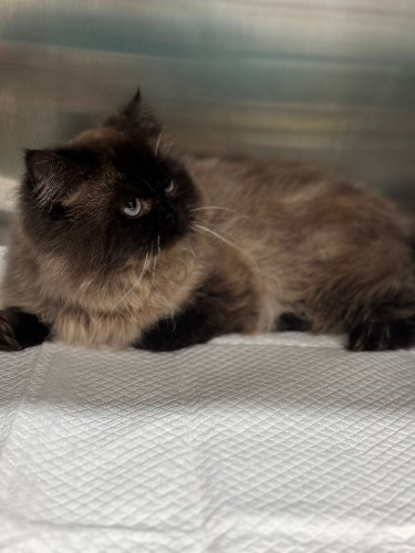 Rescue Baby transport  cost