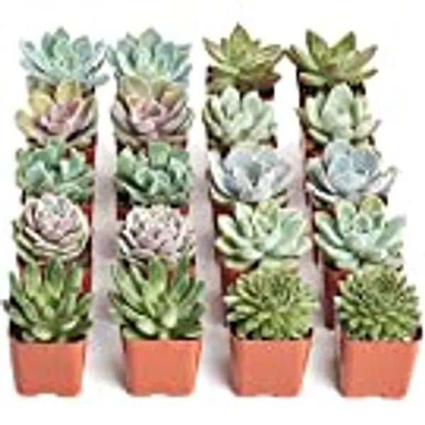 Shop Succulents | Radiant Rosette Collection | Assortment of Hand Selected, Fully Rooted Live Indoor Rose-Shaped Succulent Plants, 20-Pack,