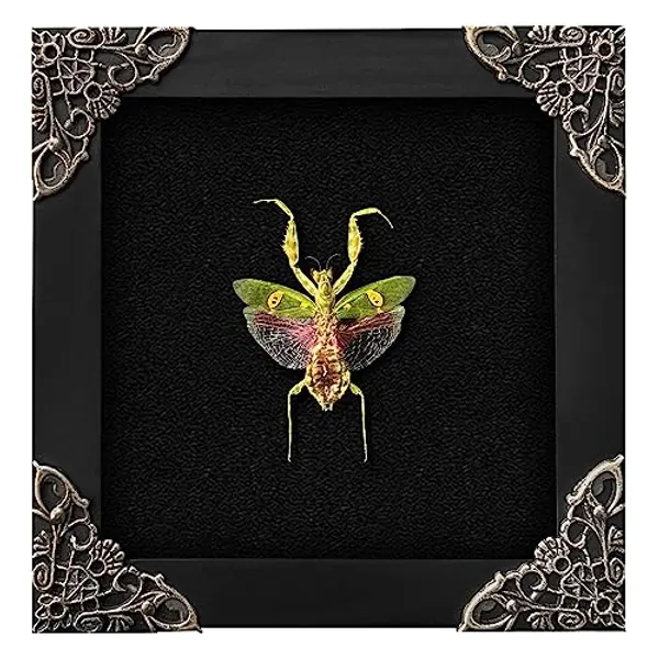 Real Framed Flower Mantis Dead Insect Dried Green Beetle Shadow Box Black Frame Taxidermy Bug Specimen Display Oddity Tabletop Standable Wall Hanging Home Decor K12-62-DE