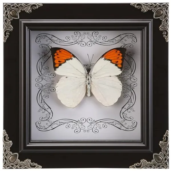 Real Butterfly Framed Butterfly Taxidermy - Butterfly Picture Frame, Real Framed Butterflies in a Box for Gothic Home Decor Aesthetic (H_Crane Crest White Butterfly)